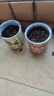 IAM City Farmer生菜罐頭小盆栽家庭種植diy植物罐頭綠植男孩女孩生日禮物10063 曬單實(shí)拍圖