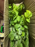 食用玫瑰花苗大馬士革玫瑰平陰玫瑰月季花苗四季開花濃香盆載植物 玫瑰3年苗【可食用】 曬單實(shí)拍圖