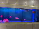 樂淘逸寵血紅鸚鵡魚活體發(fā)財魚財神魚大型熱帶觀賞魚淡水好養(yǎng) 大型魚套餐D1發(fā)順豐 曬單實拍圖