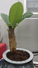 綠有意綠植盆栽桌面水培綠植辦公室植物懶人好養(yǎng)盆景水養(yǎng)植物 【3盆自選綠植花卉】品種備注 含盆 曬單實拍圖