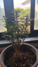 石榴花盆景樹苗室內(nèi)陽臺庭院觀賞植物開花盆景四季好養(yǎng)盆栽 210#原盆小葉石榴（7年老樁） 曬單實拍圖