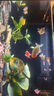 寵翰魚食小型魚飼料孔雀魚鳳尾魚紅綠燈斗魚金魚觀賞魚熱帶魚魚糧 曬單實(shí)拍圖