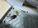 蟑螂屋貼強力粘小強屋蟑螂藥一窩端掃盡家用全窩端餐廳殺蟲 10片 1盒 一居推薦-新老包裝隨機發(fā) 曬單實拍圖