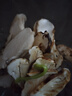 滇味十足 云南新鮮松茸 香格里拉未開傘出口品質(zhì)養(yǎng)生菌菇滋補營養(yǎng)美味 【出口級】凈重500克 4-6cm 曬單實拍圖