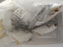 漁吻 金鯧魚新鮮鯧魚海捕 深海魚平魚鯧魚鮮活冷凍魚類金昌魚 金鯧魚550g/條*4條 曬單實拍圖