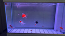 森森（SUNSUN）大型魚缸底過濾水族箱客廳家用落地玻璃生態(tài)金魚缸 超白款升級底濾 1.2米長35cm寬（黑白可選） 曬單實拍圖