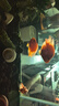 活體寵物血紅鸚鵡魚淡水中大型熱帶觀賞魚元寶發(fā)財(cái)魚鸚鵡魚活體魚紅財(cái)神魚 7-9cm紅鸚鵡6條 曬單實(shí)拍圖