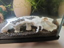 螃蟹飼料辣椒蟹相手蟹鰲蝦沉底黑殼蝦飼料寵物螃蟹糧高蛋白螃蟹糧 觀(guān)賞蟹專(zhuān)用糧 120g 1瓶 沉底型 曬單實(shí)拍圖