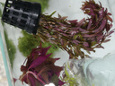 勝畫魚缸水草植物直接入缸真水草凈化竹節(jié)草蜈蚣草懶人養(yǎng)魚水草造景 血紅宮廷+綠宮廷+血心蘭【好養(yǎng)定植】 曬單實拍圖