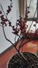 縱觀(guān)天下北美冬青盆栽紅果樹(shù)苗觀(guān)賞盆景冬青紅果年宵花卉盆栽相思豆綠植花 5年苗40厘米左右(不含盆) 5年以上含盆 曬單實(shí)拍圖