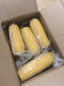 京鮮生東北黃糯玉米棒200g×8根 甜黏玉米 多種包裝隨機(jī)發(fā)貨 源頭直發(fā) 曬單實(shí)拍圖