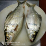 釣魚(yú)王土鯪魚(yú)釣鯽魚(yú)鯉魚(yú)鰱鳙土鯪魚(yú)餌料魚(yú)餌野釣打窩料土鯪奶香350g 曬單實(shí)拍圖