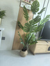 百動(dòng)龜背竹仿真大型綠植盆栽辦公室內(nèi)假花卉仿生植物樹擺件裝飾1.6米 曬單實(shí)拍圖
