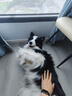 醇粹黑標(biāo)鴨肉梨狗糧大型犬狗糧金毛拉布拉多阿拉斯加專用糧30斤 曬單實(shí)拍圖