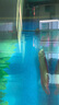 馬印銀龍魚(yú)活體大中型熱帶觀(guān)賞魚(yú)魚(yú)缸寵物淡水風(fēng)水魚(yú)發(fā)財魚(yú)金龍魚(yú) 純血七彩銀龍魚(yú)25-27cm 1條  包活到家 曬單實(shí)拍圖