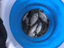 蚯蚓活餌鮮活紅蟲垂釣魚餌料鯽魚鯉魚野釣黑坑魚料打窩料魚食通殺 活體蚯蚓半斤（中號(hào)）送營(yíng)養(yǎng)土 曬單實(shí)拍圖