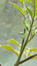 羅蒙（ROMON）【桑蠶絲免燙】長(zhǎng)袖襯衫男士白襯衫修身襯衣商務(wù)職業(yè)男裝白色40 曬單實(shí)拍圖