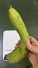 山東短胖肉絲瓜青絲瓜肉棒絲瓜新鮮厚肉現摘現發(fā)蔬菜消暑解膩 2斤 曬單實拍圖