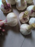 新鮮干蒜即食水果大蒜蔬菜小龍蝦生蠔調(diào)料蒜 新鮮干蒜 1斤 凈重 曬單實(shí)拍圖