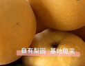 京鮮生 河北 豐水梨 凈重5斤 單果250g+ 生鮮水果禮盒 曬單實拍圖