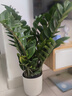 【金錢(qián)樹(shù)】盆栽客廳室內植物錢(qián)串子大型發(fā)財綠植喬遷開(kāi)業(yè)送盆花卉 6-9株 60-70cm+羅馬柱樹(shù)脂花盆 送肥料 曬單實(shí)拍圖