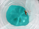 觀賞魚(yú)草金魚(yú)苗養(yǎng)不死金魚(yú)小活魚(yú)小寵物好養(yǎng)耐活養(yǎng)不死的金魚(yú)包活 吉祥如意-5到7cm草金40條 年年有余 財(cái)運(yùn)亨通】隨機(jī)送魚(yú)食 曬單實(shí)拍圖