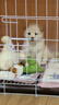 貝初眾狗籠小中大型犬狗籠子貓籠帶廁所加粗折疊寵物籠子柯基籠幼犬狗籠 白色加粗狗籠62*43*53【15斤內(nèi)】 白色帶廁所托盤(pán) 清潔方便 無(wú)毛邊無(wú)倒刺不卡腳 曬單實(shí)拍圖