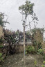 原生桂花樹苗地栽大型八月金桂丹桂四季桂品種庭院風(fēng)景樹好養(yǎng)易活 四季桂 樹狀帶土球【5cm粗1.6米高】 曬單實拍圖