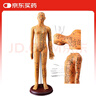 卓越科人體針灸模型經(jīng)絡穴位中醫(yī)全身扎針練習小皮人數(shù)字定位穴位模特圖 曬單實拍圖