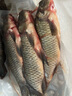 御瀘鮮湘正宗微山湖野鯽魚土鯽魚鮮活現(xiàn)殺現(xiàn)發(fā)淡水鯽魚大鯽魚小鯽魚批發(fā) 小鯽魚3斤裝(6-9條/斤)順豐發(fā)貨 曬單實拍圖