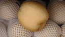 遠達（YUANDA）趙縣正宗雪花梨冰糖雪梨新鮮水果梨子大果整箱熬湯特產(chǎn) 雪花梨大果凈重9斤 曬單實拍圖