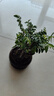 詩(shī)甲 小葉榆樹(shù)盆景盆栽綠植老樁造型提根榆樹(shù)節(jié)日高檔送禮耐寒盆景 小葉榆樹(shù)+舍得盆+底座 曬單實(shí)拍圖