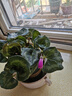 仙客來(lái)盆栽帶花大花重瓣花卉植物室內花好養活四季開(kāi)花陽(yáng)臺仙鶴來(lái) 粉色【大花】花期帶花 13cm盆簡(jiǎn) 曬單實(shí)拍圖