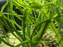 PRODIBIO法國原裝進(jìn)口魚(yú)缸用硝化細菌水穩淡海水菌糧開(kāi)缸劑凈水科迪淡海水 3支硝化菌1支安定劑1支菌糧 曬單實(shí)拍圖