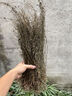 康裕尊 田基黃 地耳草 黃花草雀舌草 干品整株田基王 廣西【田基黃-250克】 曬單實拍圖
