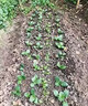 松土精土壤活化劑黑水肥料改善板結疏松免深耕菜園翻地松土神器 【管2畝】 1000g 1袋 曬單實(shí)拍圖
