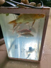 錦鯉魚活體觀賞魚活魚小型易養(yǎng)冷水淡水魚小魚苗錦鯉金魚好看錦鯉 10-12cm 六色錦鯉套餐6條 曬單實(shí)拍圖