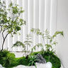 九葉草精品馬醉木綠植造景櫥窗植物室內(nèi)仿真榕樹裝飾樹大型假樹簡約景觀 定制尺寸 曬單實(shí)拍圖