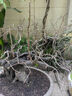 萬(wàn)般宜植物復(fù)活液大樹(shù)強(qiáng)力復(fù)活營(yíng)養(yǎng)液生根壯苗發(fā)芽劑發(fā)財(cái)樹(shù)枯樹(shù)爛根專(zhuān)用 【枯葉黃葉掉葉】 500ml 3瓶 曬單實(shí)拍圖