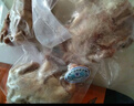京覓 飛翔鴿系列乳鴿凈重900g（300g*3只）獨(dú)立裝冷凍烤乳鴿煲湯食材 曬單實(shí)拍圖