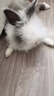 潔西（JESSIE）綜合成兔糧 專享版兔子飼料 寵物兔子糧食成兔垂耳兔2.8kg  曬單實(shí)拍圖