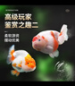 瘋狂水草蘭壽金魚(yú)冷水觀賞魚(yú)苗金魚(yú)活魚(yú)淡水好養(yǎng)耐活小金魚(yú)奶牛招財(cái)寵物魚(yú) 【精品6-8cm】紅白+紅壽+三色 曬單實(shí)拍圖