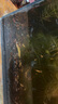 黃金泥鰍苗觀(guān)賞魚(yú)冷水魚(yú)淡水魚(yú)小金魚(yú)耐清道夫魚(yú)苗泥鰍魚(yú) 黃金泥鰍6-8cm10條(包活8條) 曬單實(shí)拍圖