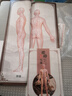天琢媚中醫(yī)經(jīng)絡(luò)針灸人體模型穴位人形模型硅膠練習(xí)可扎針 男款55cm 簡易骨架經(jīng)絡(luò)雙色校準(zhǔn)款 曬單實拍圖