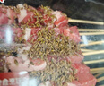冰鮮孜然羊肉串300g 曬單實(shí)拍圖