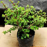 雙盟綠蘿盆栽除甲醛花卉綠植辦公室新房凈化空氣 120款10盆源頭直發(fā) 曬單實拍圖