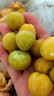 果犇犇東北姑娘果特大應(yīng)季燈籠果水果新鮮現(xiàn)貨甜菇?jīng)霎?dāng)季整箱黃菇娘果 半斤嘗鮮裝 曬單實拍圖
