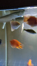 三葉寵 七彩銀龍魚活體觀賞魚熱帶魚淡水中大型風水招財幻彩銀龍魚 七彩銀龍10-12cm 1條 曬單實拍圖
