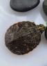 MengGuiSiJia火焰龜烏龜活體寬紋紅黃腹火焰深水缸混養(yǎng)龜長(zhǎng)壽龜觀賞素食吃菜龜 7-8厘米 紅肚火焰 曬單實(shí)拍圖
