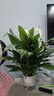【熱銷款】白掌一帆風順盆栽水培植物室內花綠植紅掌發(fā)財樹吸甲醛 【店主推薦】特級白掌6-8株帶花+早安盆+營養(yǎng)液 曬單實拍圖